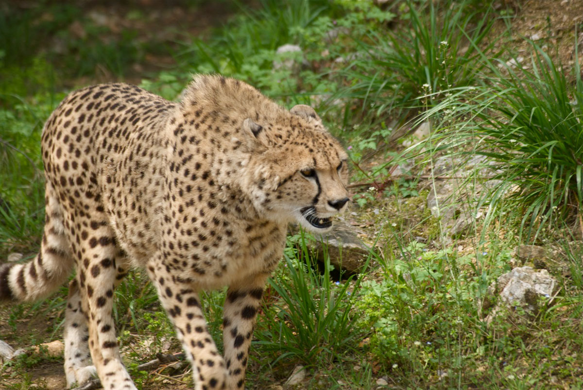4 Zoo